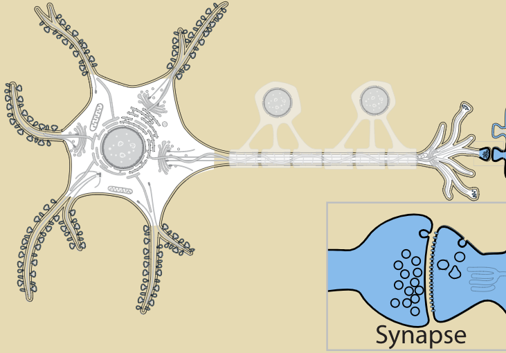 抗体产品星推荐第二十二期|Anti-GNB1 Polyclonal Antibody
