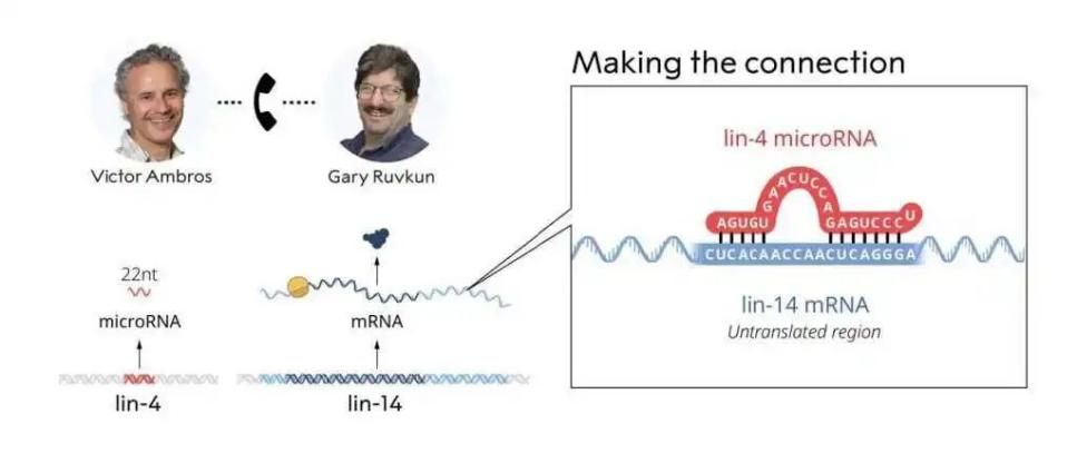 2024诺贝尔生理学或医学奖揭晓|索莱宝助力microRNA基因调控研究