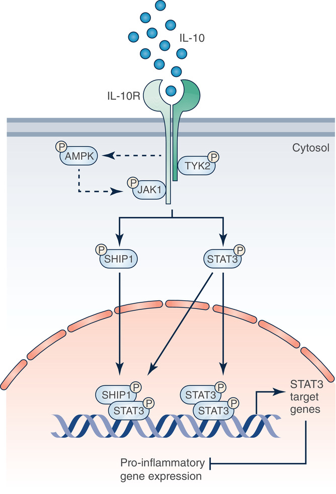 白細胞介素之抗炎細胞因子