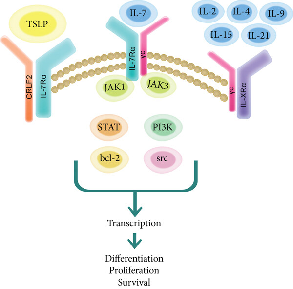 白細胞介素之抗炎細胞因子