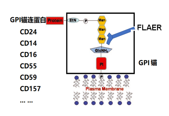 检测抗体用什么仪器高博流式学院丨玩转PNH流式细胞术检测，这些你要知道！-上海聚慕医疗器械有限公司