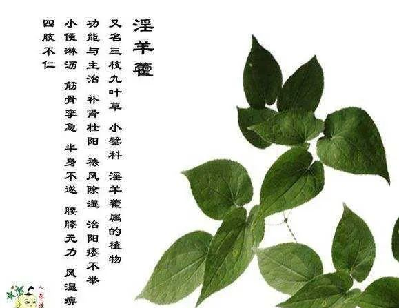 中药界的“伟哥”