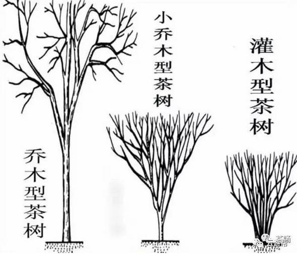 (乔木茶与灌木茶的区别)所以说,不是拿特定的情况来做定量的分析,这样