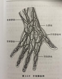 腕部静脉示意图图片