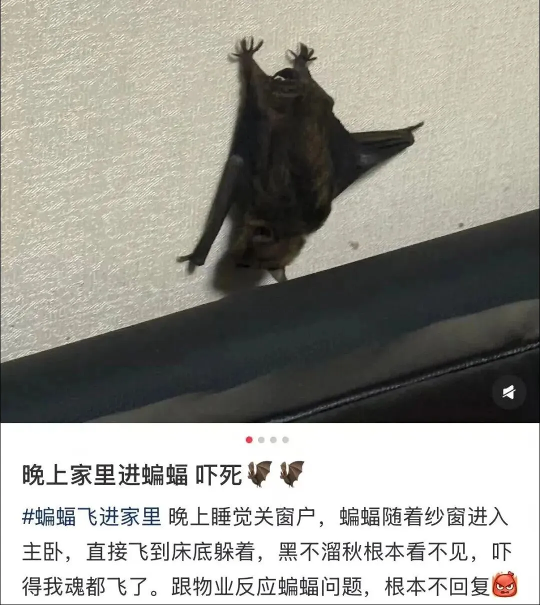Shanghai Bat Influx ： Cases Triple, Safety & Prevention Tips