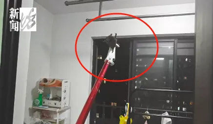 Shanghai Bat Influx ： Cases Triple, Safety & Prevention Tips