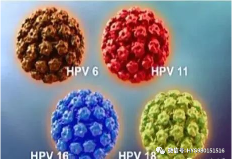 hpvdna分型分为什么型HPV病原学分型及临床应用_https://www.jmylbn.com_新闻资讯_第6张