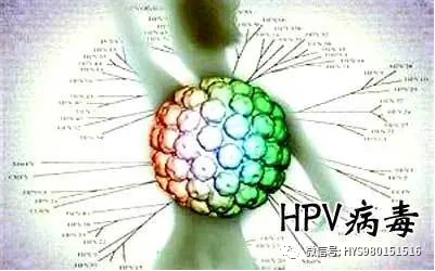 hpvdna分型分为什么型HPV病原学分型及临床应用_https://www.jmylbn.com_新闻资讯_第5张