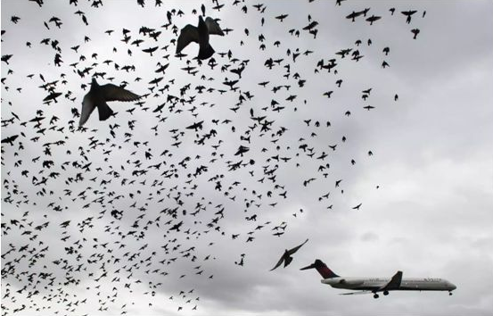 浅谈无人机在机场驱鸟工作中如何发挥作用的图5