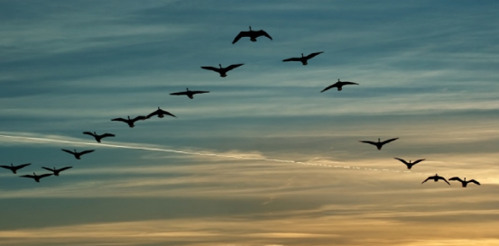 浅谈无人机在机场驱鸟工作中如何发挥作用的图6