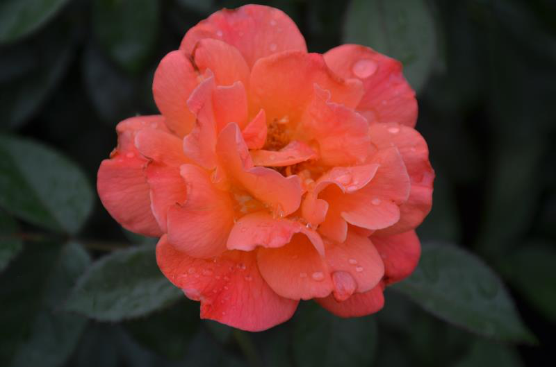 月季安吉拉的优缺点_月季安吉拉是一季花吗_安吉拉月季