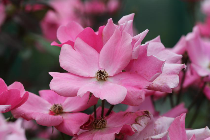 月季安吉拉的优缺点_安吉拉月季_月季安吉拉是一季花吗