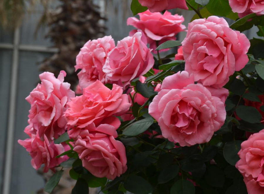 月季安吉拉的优缺点_月季安吉拉是一季花吗_安吉拉月季