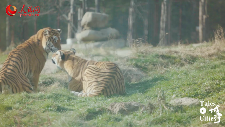 人民网日文版 自由微信 Freewechat