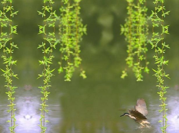 清明扫墓祭祖有哪些禁忌? 清明扫墓祭祖有哪些禁忌?