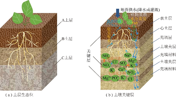 成熟土壤剖面示意图图片