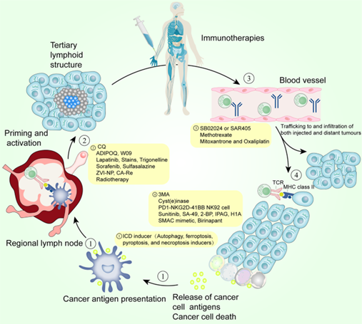 的协同作用,非凋亡性细胞死亡机制在肿瘤免疫治疗中存在双重的作用:有