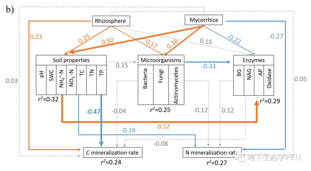 温带森林不同菌根类型树种根际效应的组内变异大于组间变异