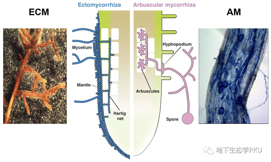 温带森林不同菌根类型树种根际效应的组内变异大于组间变异