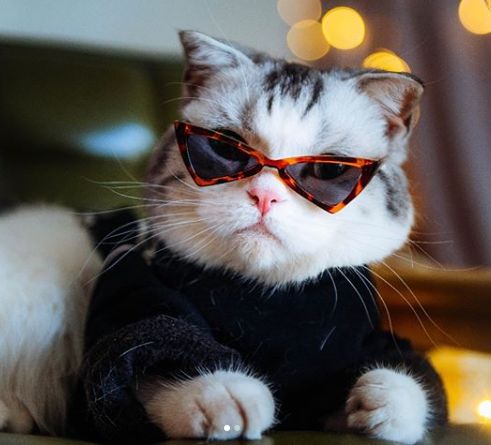 会戴墨镜的猫狗 简直帅到炸 宠物世界杂志微信公众号文章