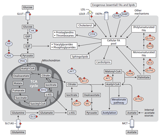 稳定同位素在脂肪酸及脂质代谢中的应用