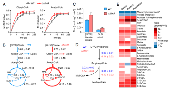 稳定同位素在脂肪酸及脂质代谢中的应用