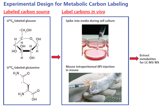 稳定同位素在代谢流分析中的应用