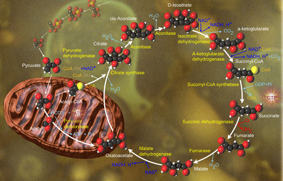 稳定同位素在代谢流分析中的应用