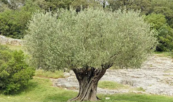 油橄榄的名字,在西班牙,意大利,西西里,雅典,克里特岛,小亚细亚,埃及