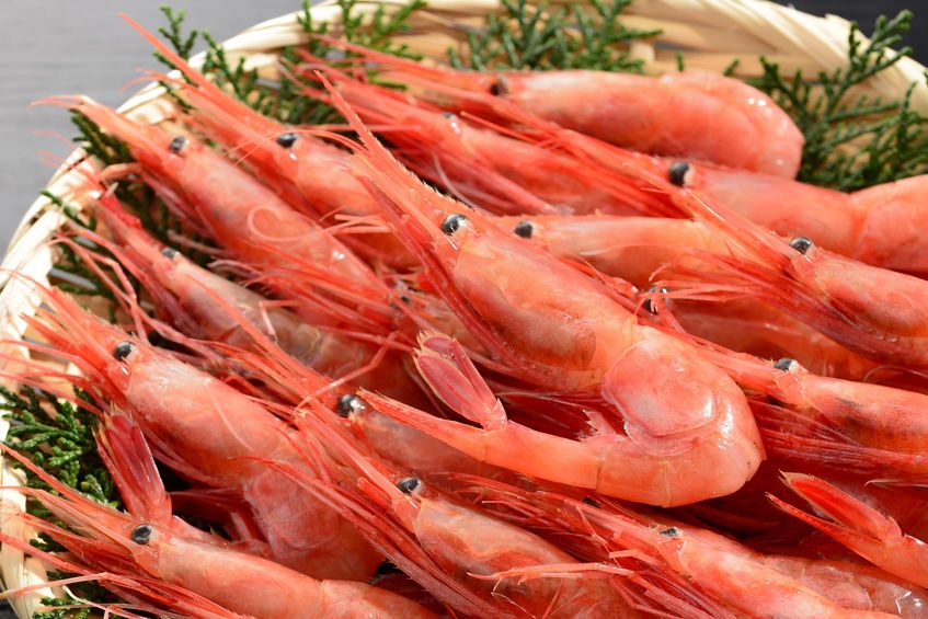 震惊你吃到的甜虾都是变性虾