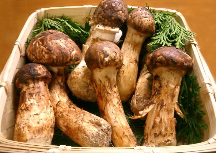 每年7月~9月的云南楚雄,丽江,大理,香格里拉和黑龙江东宁的松茸,已然