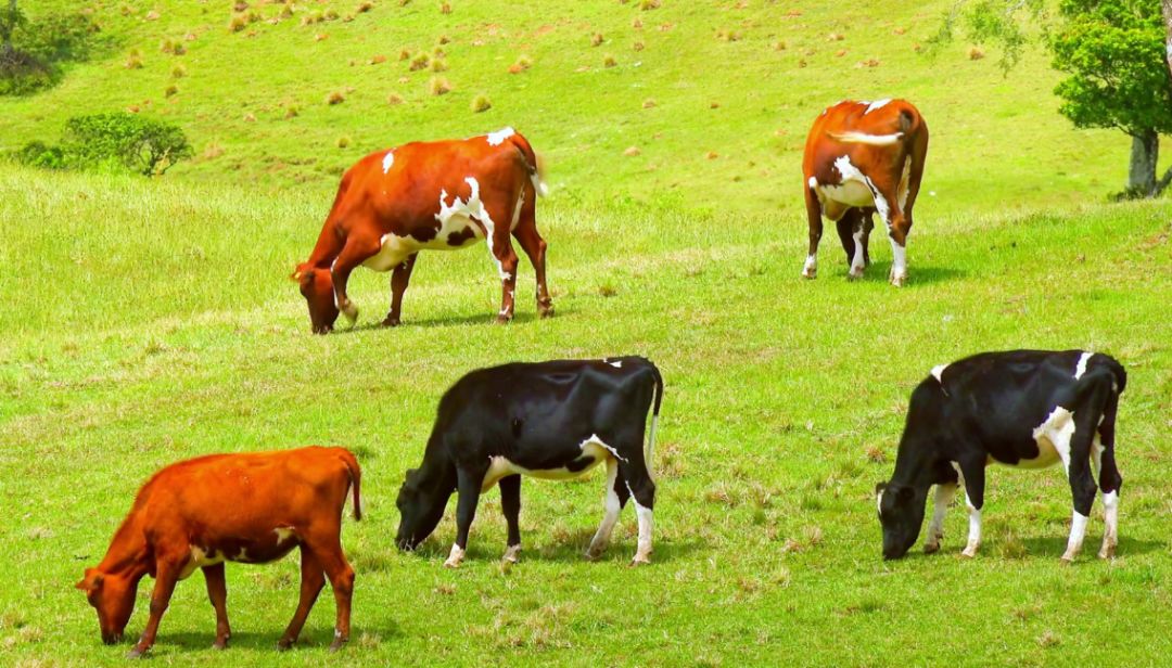 相比肉食动物,草食动物的采食时间更久,摄入的能量更多 |tsyba.