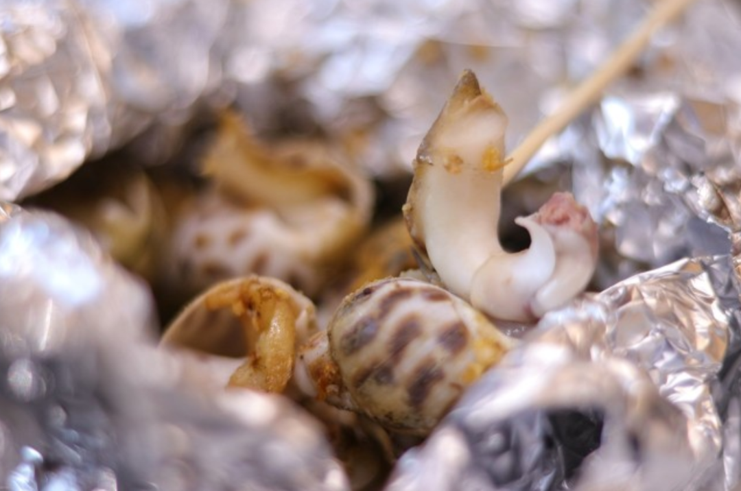 给你一颗花螺,你知道哪里能吃哪里不能吃吗?-友友