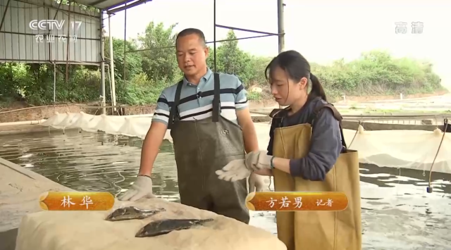 致富经养殖视频_养殖七彩山鸡致富视频_cctv7致富經湖羊养殖视频