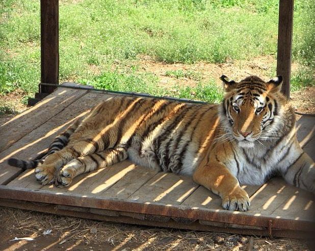 【沈阳怪坡/怪坡虎园】门票价格：怪坡32元/虎园70元/怪坡+虎园83元，至少提前一天！