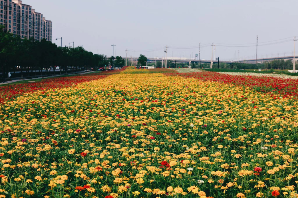 惊艳临平300亩花海盛开涉及塘栖南苑乔司