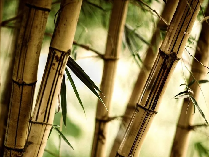 看不懂竹材的性能参数 它的特点总该要了解一些吧