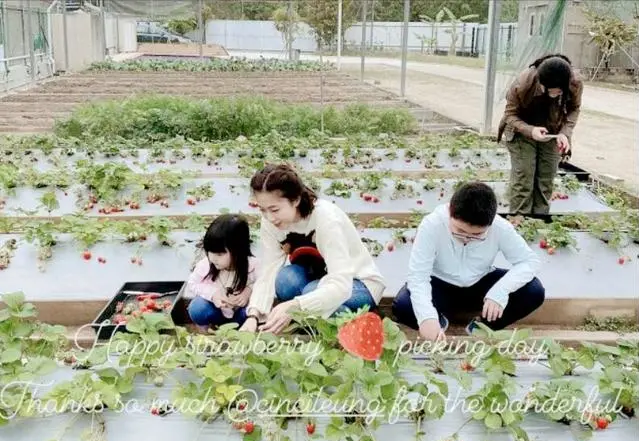 甘比是刘銮雄的什么_刘銮雄二房甘比再孕_甘比