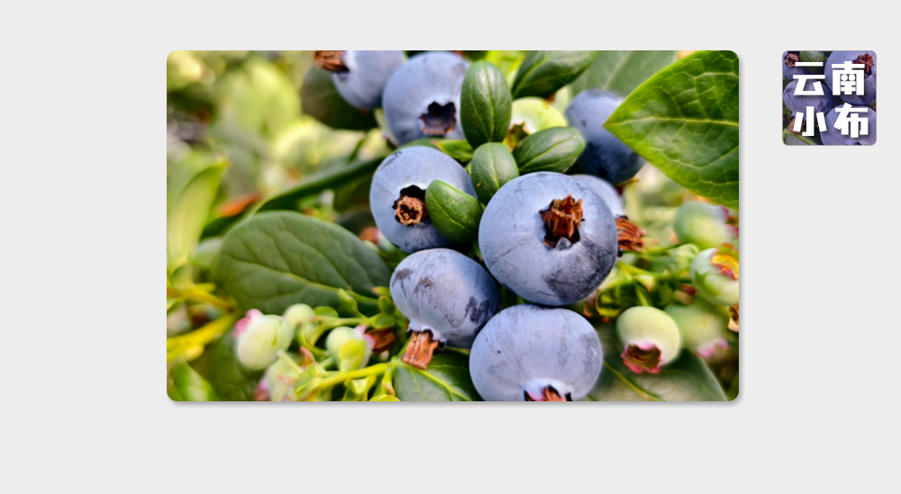 海味與果味，你更愛哪一味？