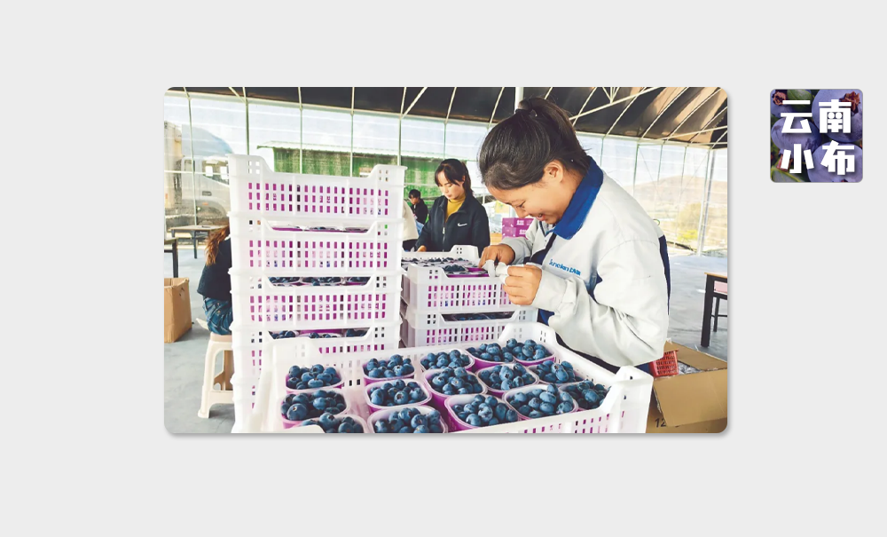 海味與果味，你更愛哪一味？