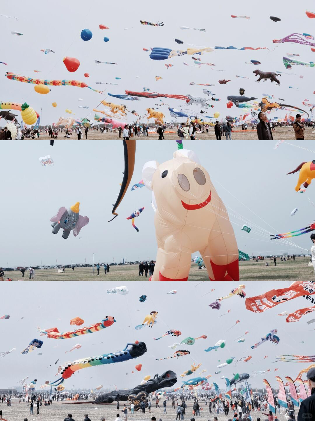 4月春假旅行榜｜挖到被低估的小城，春色比扬州更撩，钻进紫蓝色花海被治愈！