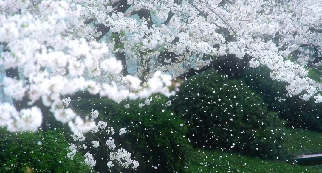 4月春假旅行榜｜挖到被低估的小城，春色比扬州更撩，钻进紫蓝色花海被治愈！