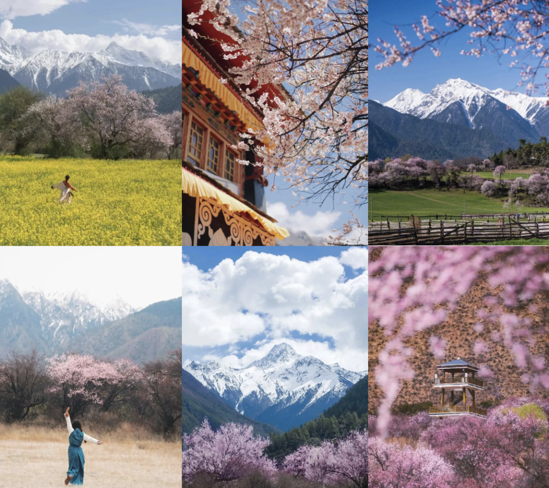 有直飞有高铁！花海美过新疆日本！这座小城凭什么荣登“春日旅行天花板”？