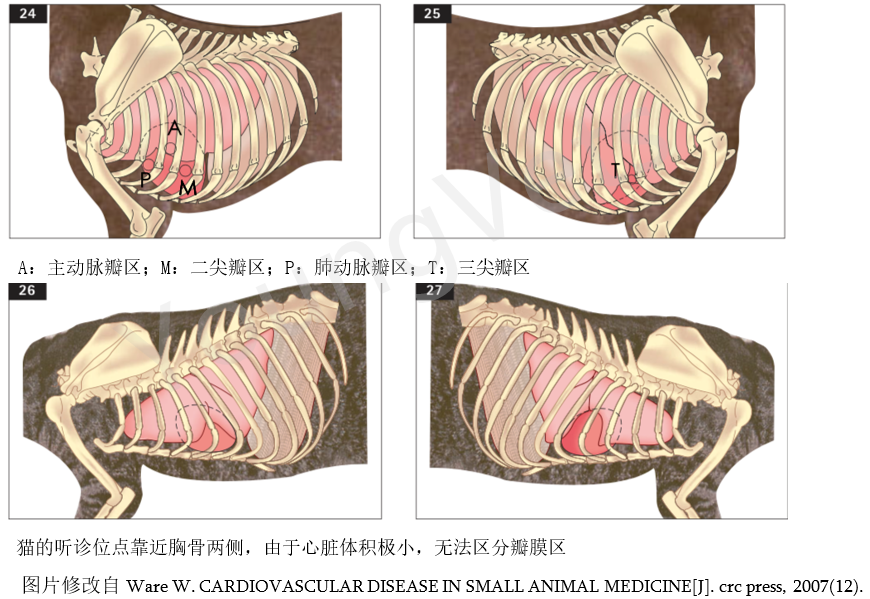 听诊器怎么使用心脏病专栏 ｜ 听诊技巧（上）_https://www.jmylbn.com_新闻资讯_第5张