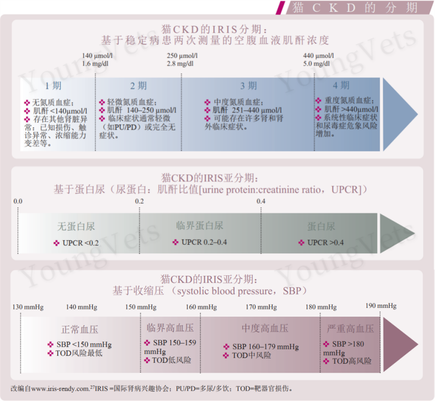 中文翻译版兽医指南 ISFM关于猫慢性肾病诊断与管理的共识指南（上）_ 