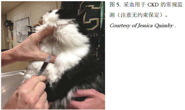 中文翻译版兽医指南 ISFM关于猫慢性肾病诊断与管理的共识指南（上）_ 