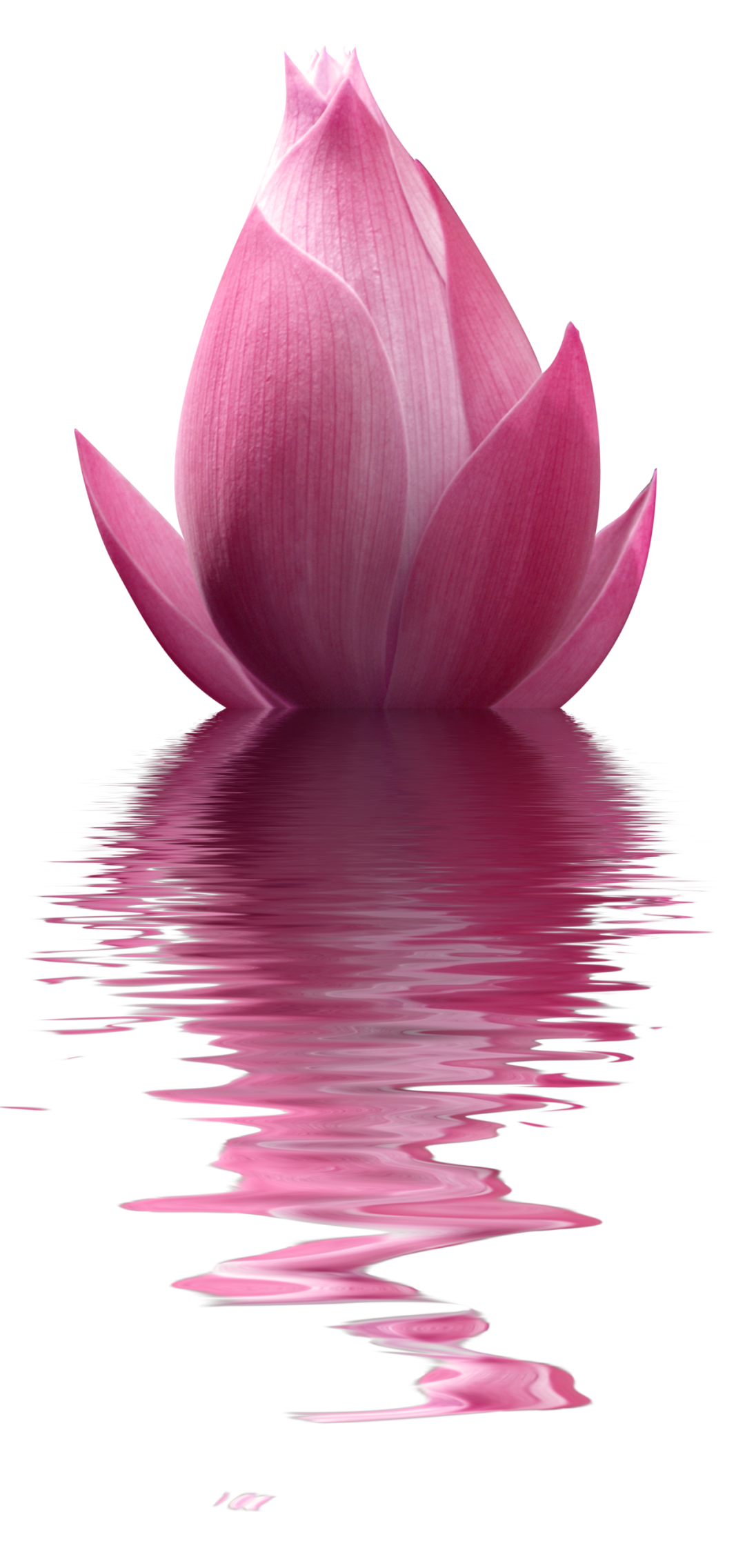 仁德王后 【佛教故事】“舍身济众的猕猴王”