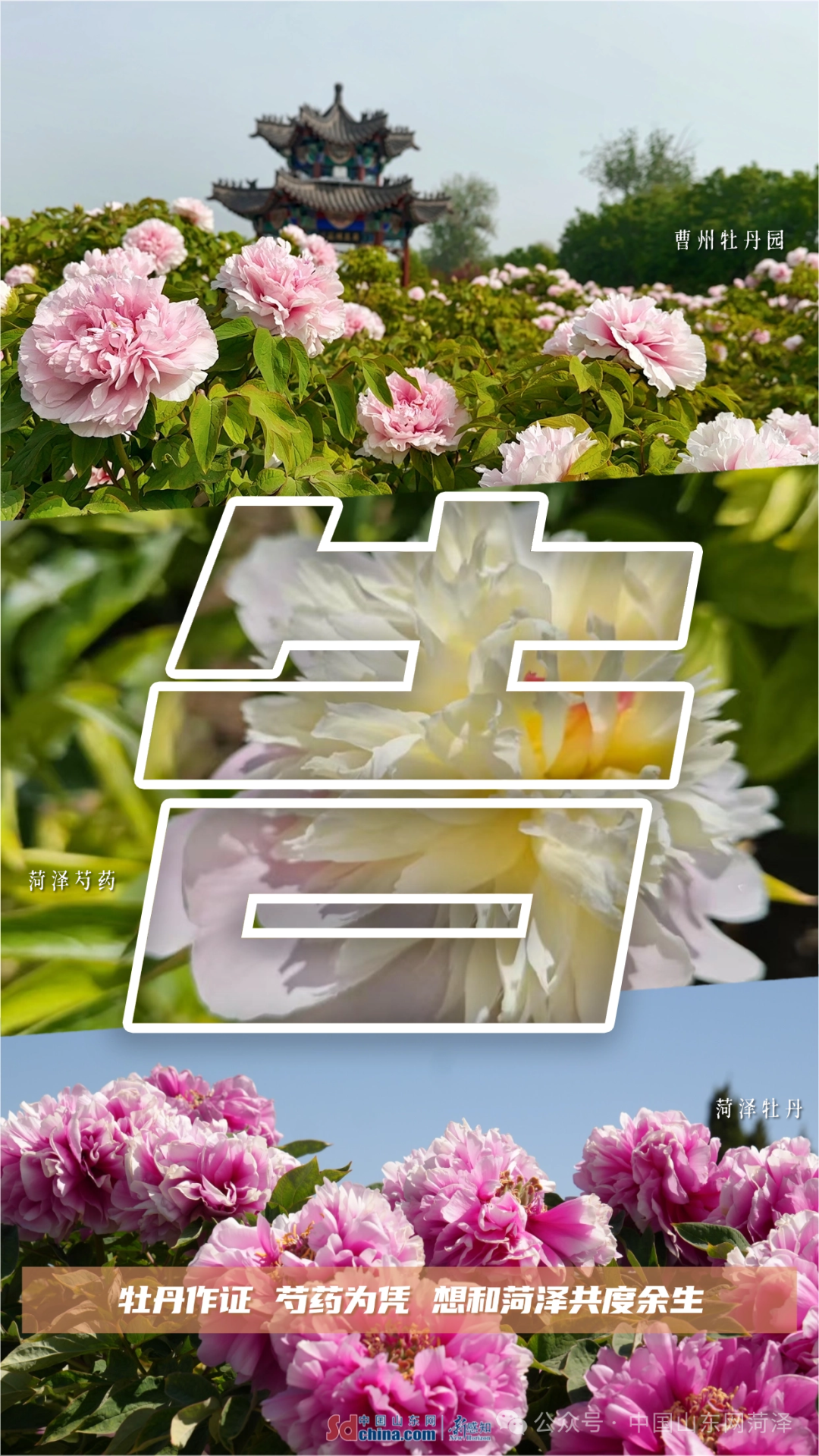 此刻，我们对菏泽告白！