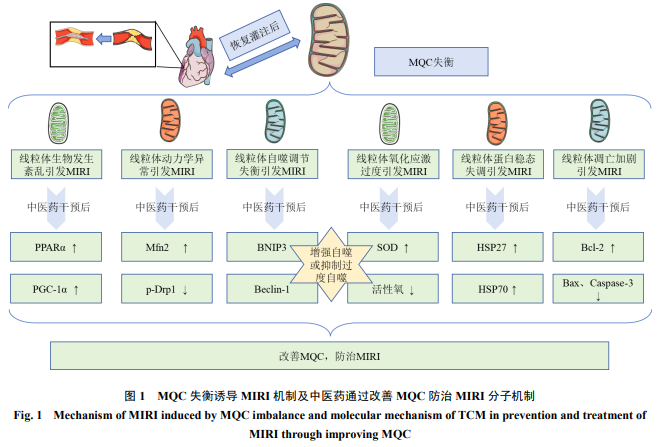 怎么销售透化治疗系统中医药靶向调控线粒体质量控制系统治疗心肌缺血再灌注损伤研究进展_https://www.jmylbn.com_新闻资讯_第5张