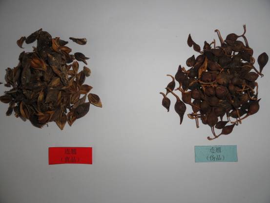 跟我识中药 清热解毒用连翘,花似迎春要分清